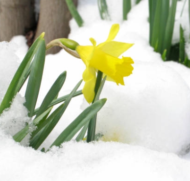 겨울 꽃 수선화