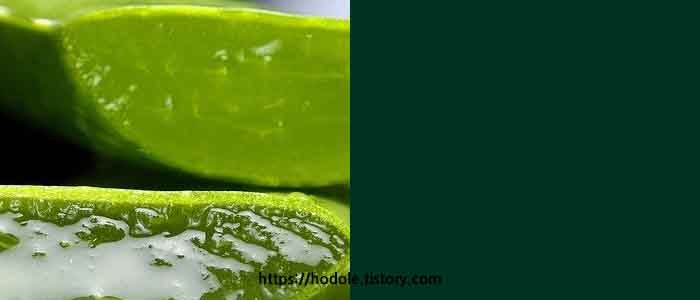 알로에