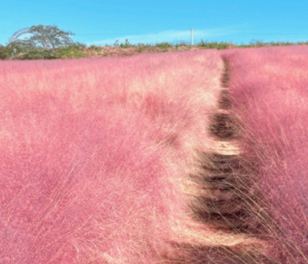 가을 꽃-핑크 뮬리