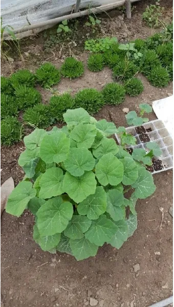 6월에 심는 밭작물 채소_9