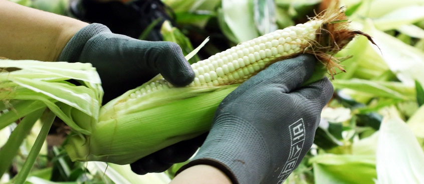 2025 홍천찰옥수수축제1