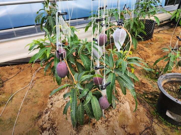 6시내고향 청주 애플망고