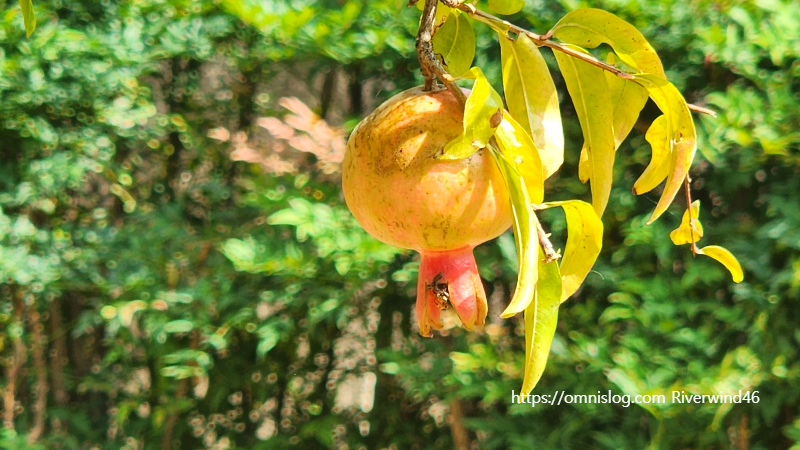 석류(石榴) Pomegranate