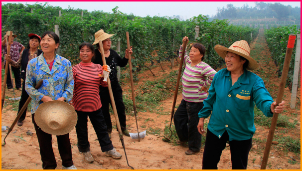 와인_중국_시장