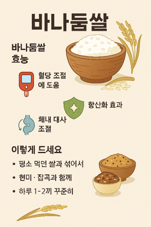 바나듐쌀의 효능, 혈당 조절 효과, 섭취 방법 등을 설명한 한국어 인포그래픽 이미지