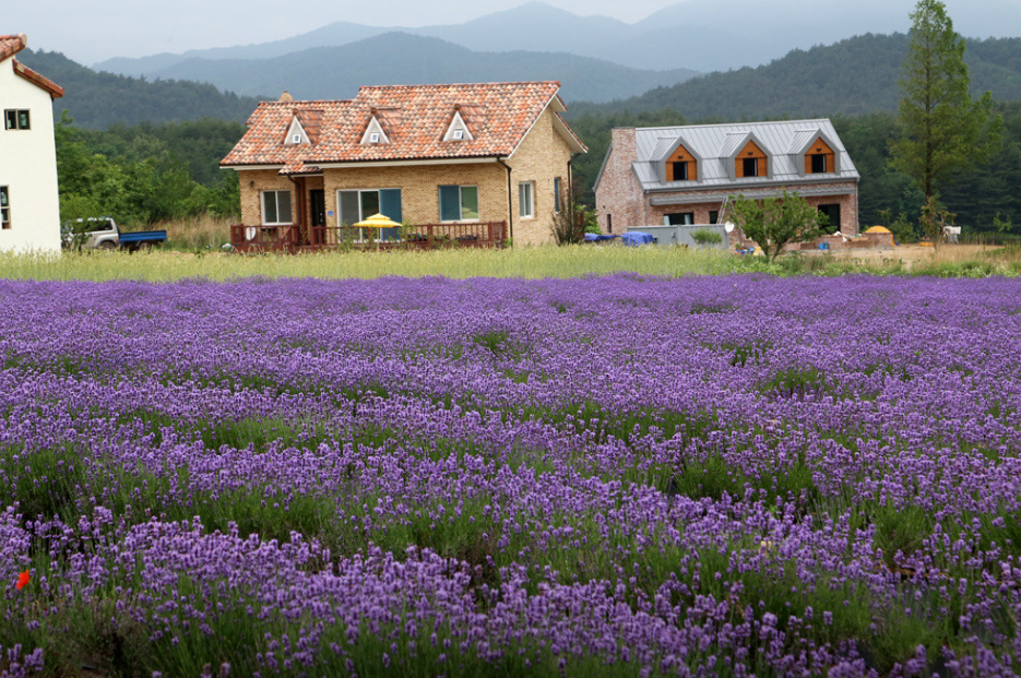고성 하늬라벤더팜 이미지 사진
