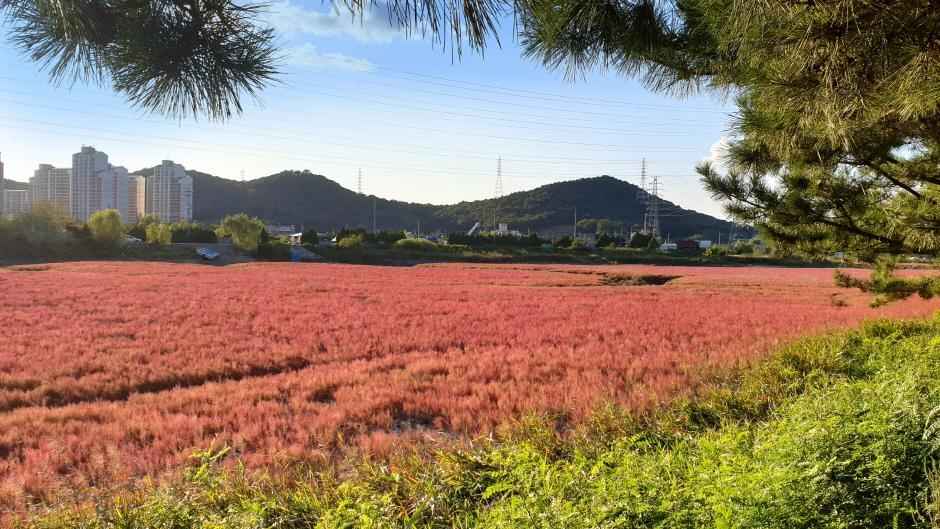 소래습지생태공원