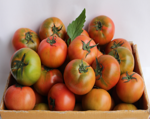 6시내고향 대저토마토 대처짭짜리토마토 대처찰토마토 가격 및 구매방법 부산우리토마토농장