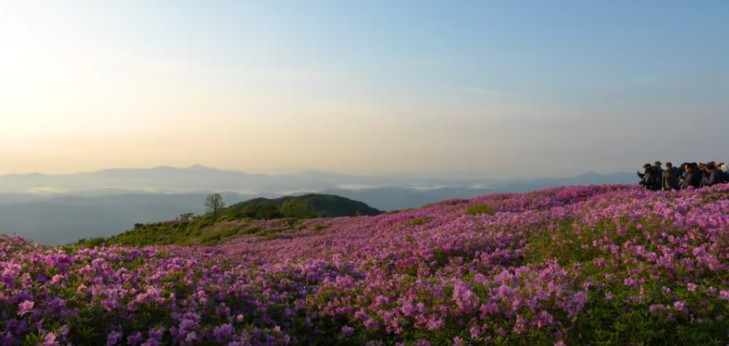 5월에 꼭 가봐야 할 적국 봄꽃 명소