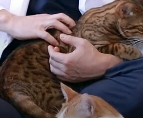 고양이마사지방법
