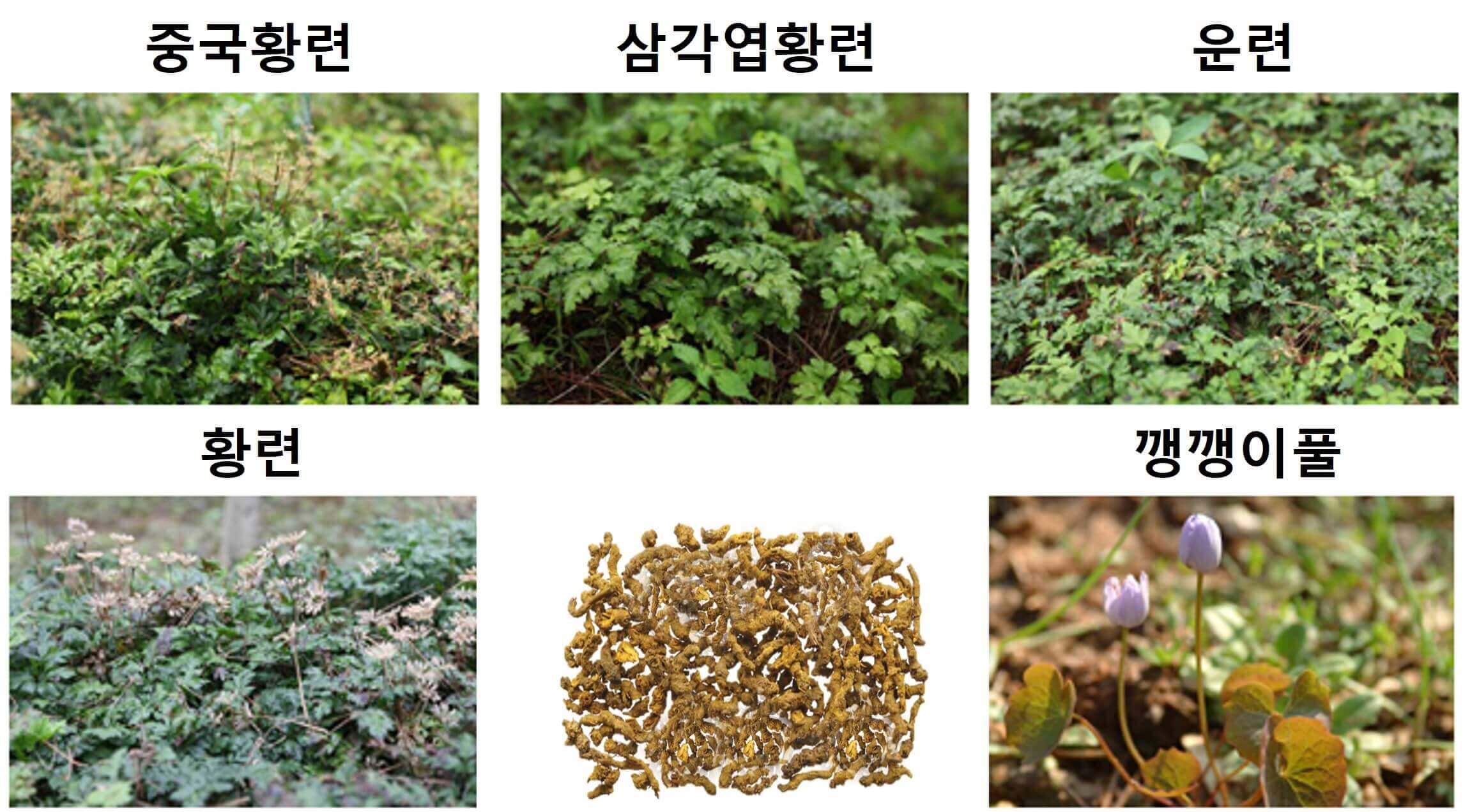 황련의 종류