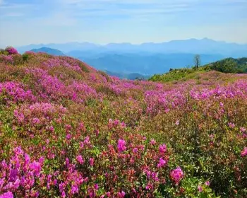 황매산 철쭉축제_5