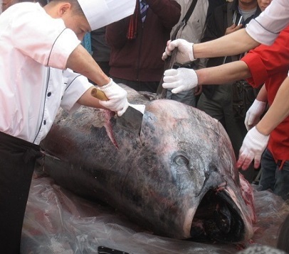 참치-해체-양승호1