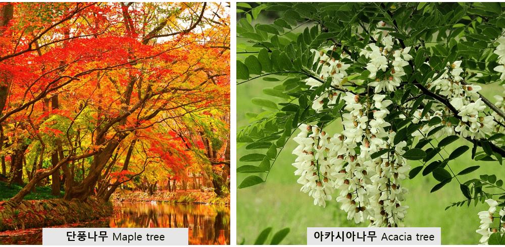 단풍나무와-아카시아나무