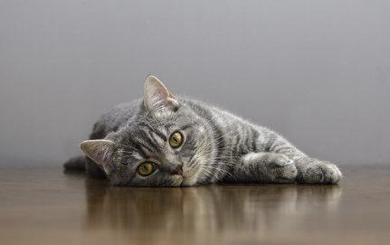 바닥에 누워 있는 고양이.