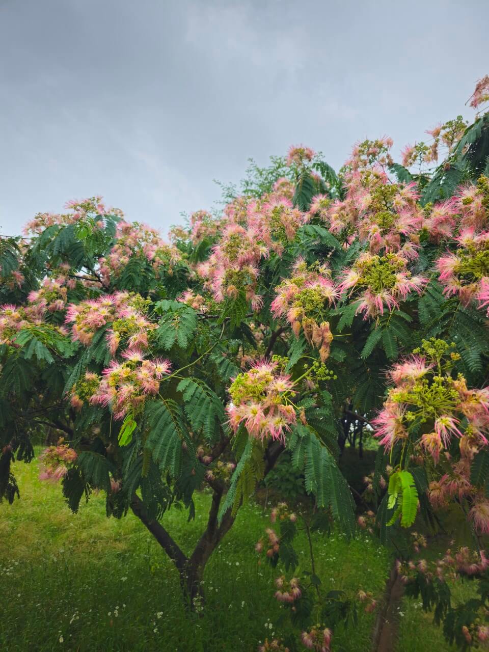 장애인과 고령자 교통약자 선진국 정책 비교