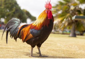 닭띠 2025년 운세