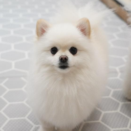 구름아하고 이름을 불러서 바라보는 나의 강아지