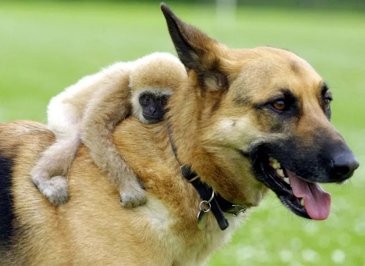 견원지간 - 개와 원숭이는 생각보다 사이가 좋아요