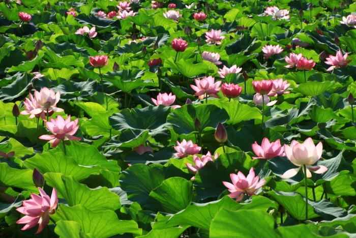 세미원 연꽃문화제 입장료