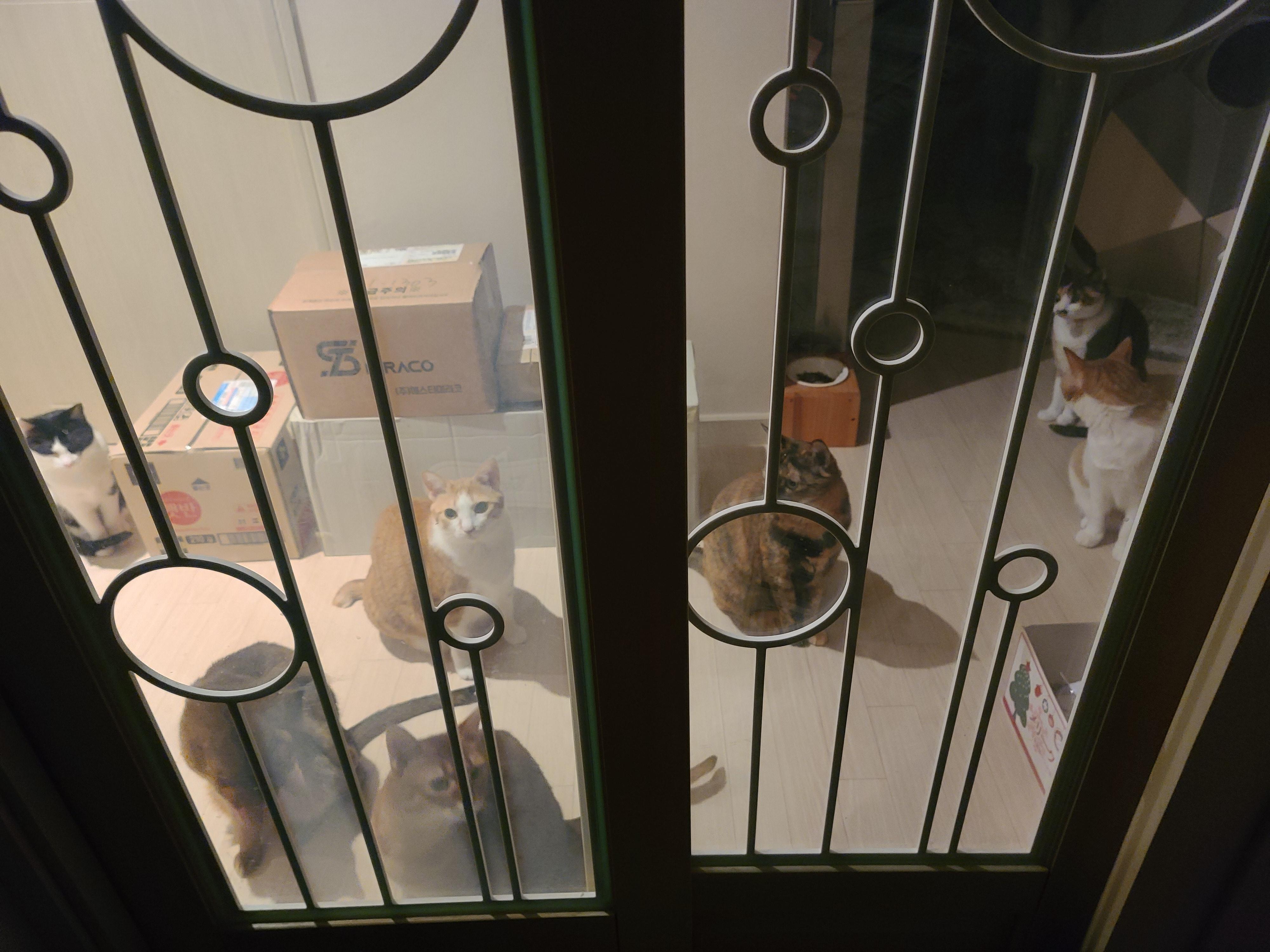 니들 웬일이야? 이맛에 피로풀리지 ㅋ 마중냥이들.