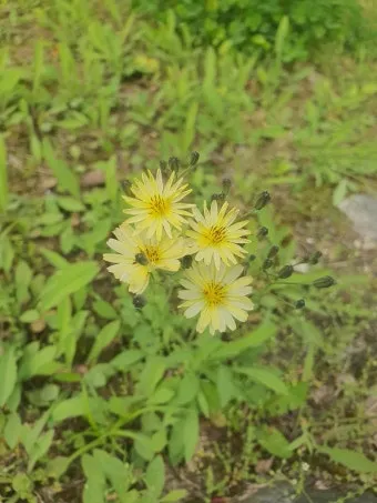 씀바귀 고들빼기 차이점 효능 비교_16