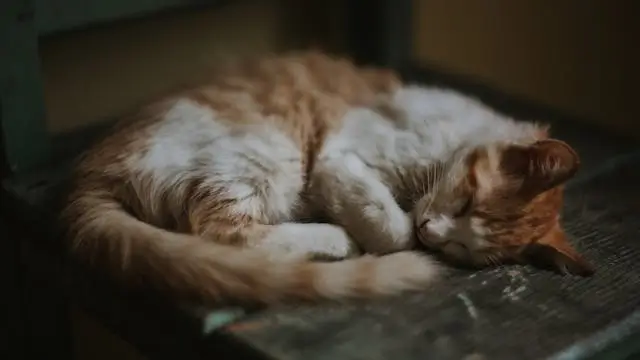 시체꿈