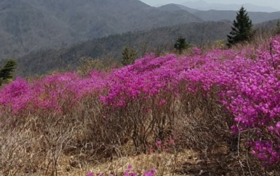 진달래꽃명소