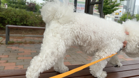 강아지 목줄하고 산책나와서 신이난 모찌