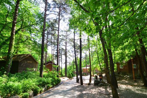 대관령 자연휴양림 소나무 숲