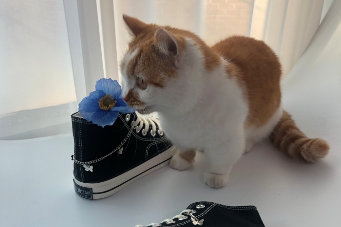 고양이말간콧물