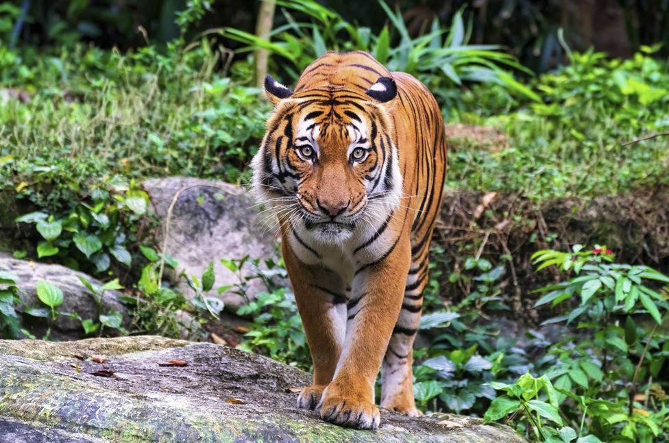 2026년 호랑이띠 운세 총정리 재물운·건강운·성공운 완벽 해석