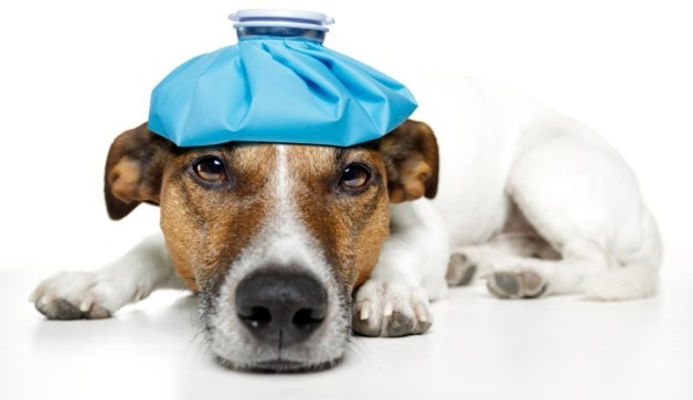 반려견 건강 적신호 관련 사진