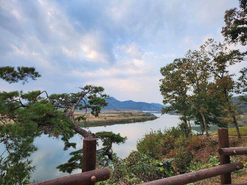 함안 악양 생태공원 핑크뮬리