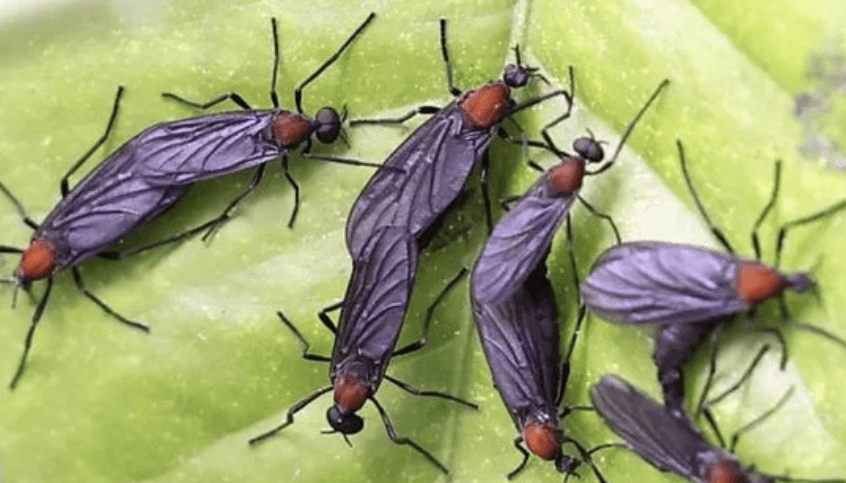 잎사귀 위에 떼로 모여 앉아 있는 러브버그 무리 사진