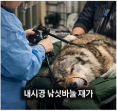 대전 늑대 늑구 탈출부터 생포까지