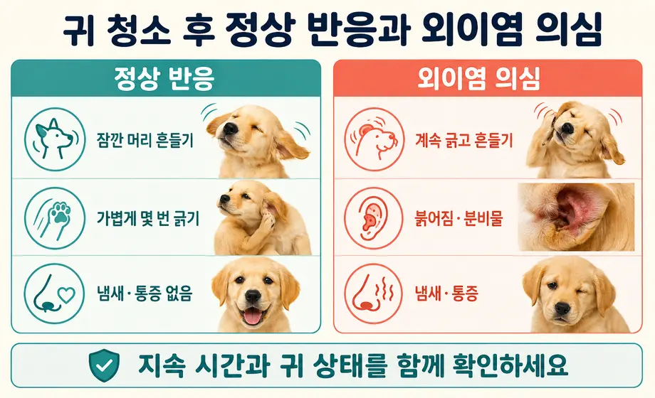 강아지 귀 청소 후 정상 반응과 외이염 의심 증상 비교