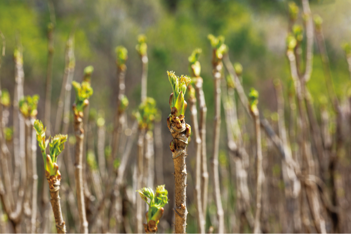 두릅 효능 및 부작용