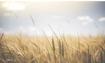 공익직불금 신청 자격