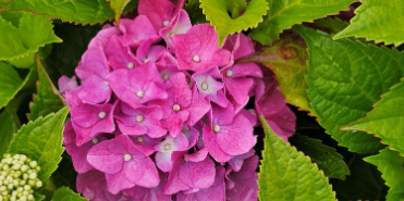 부산 태종대 수국축제