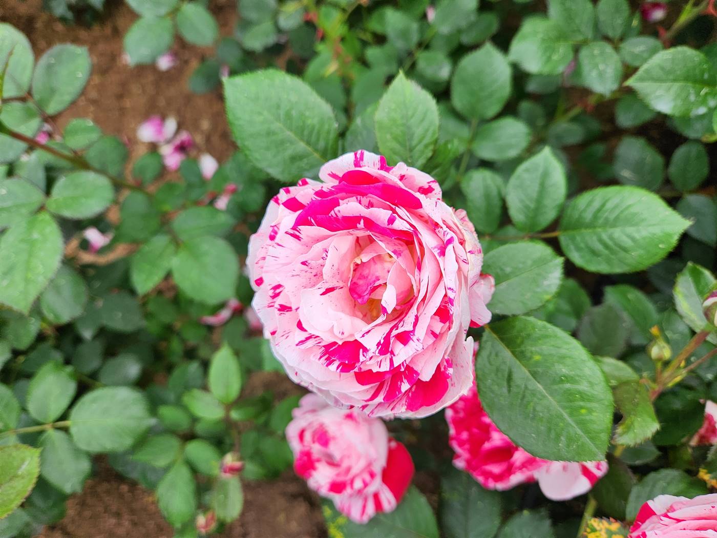 장미 센티멘탈 Sentimental