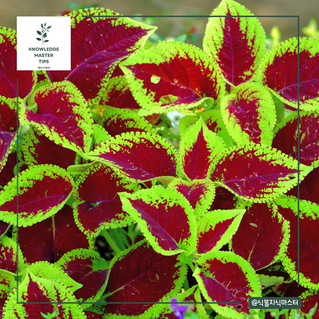 잎 무늬가 예쁜 식물 - 콜레우스