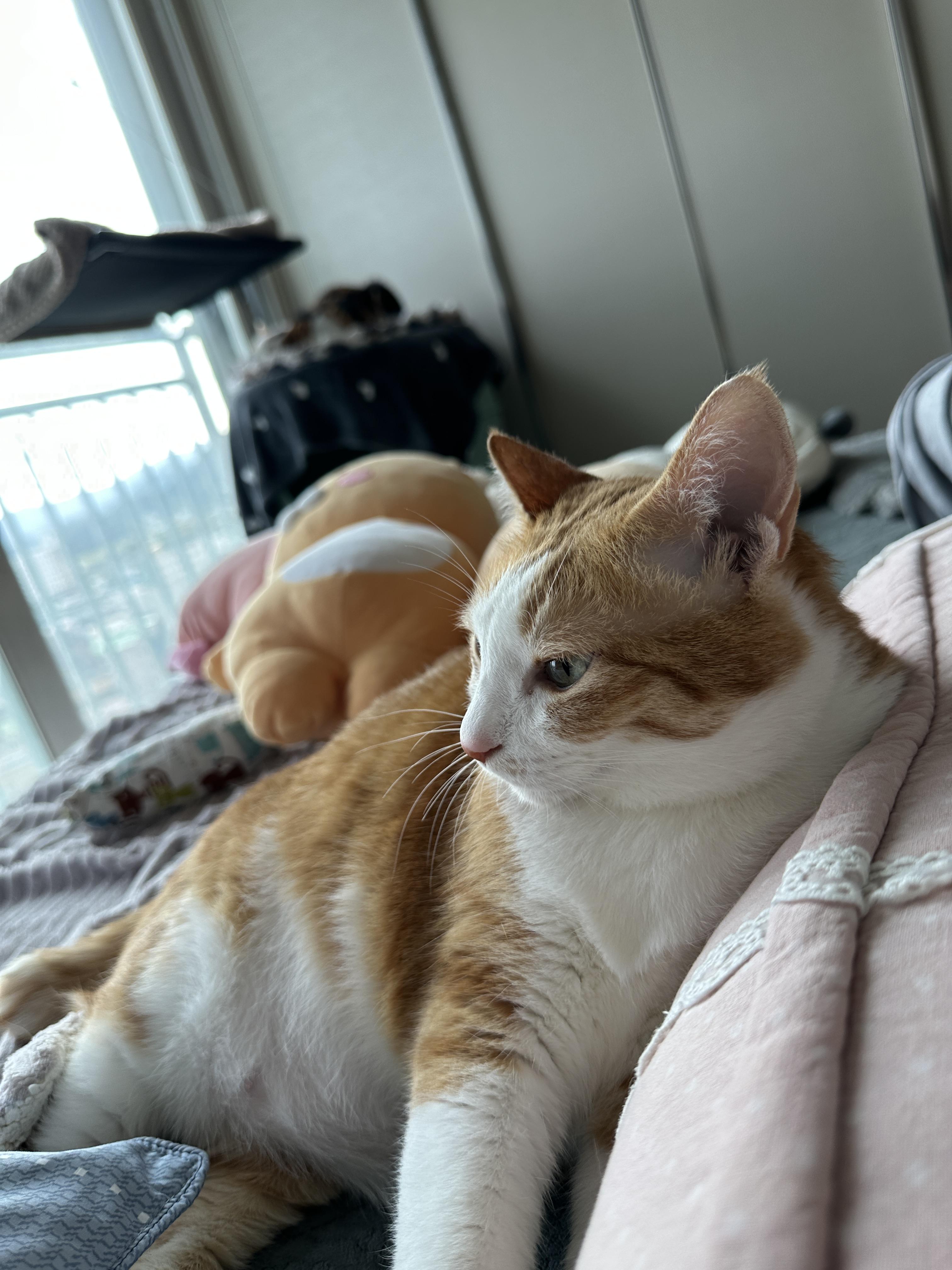 엄마_손을_향해_앞발을_뻗은_호야_2