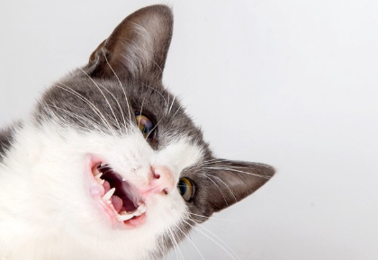 예쁜 하얀 이빨의 고양이.