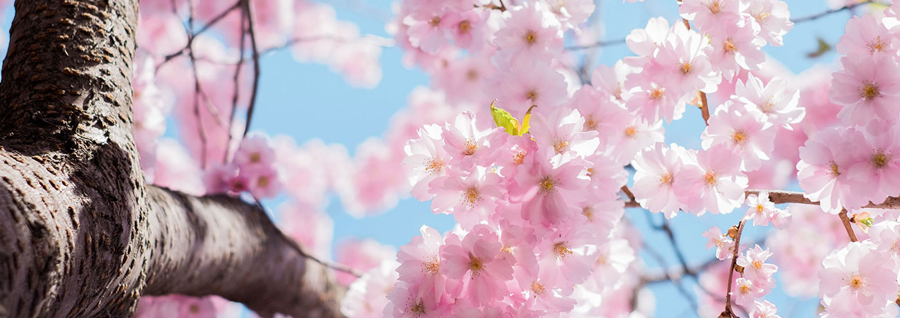 진해 군항제 벚꽃 축제