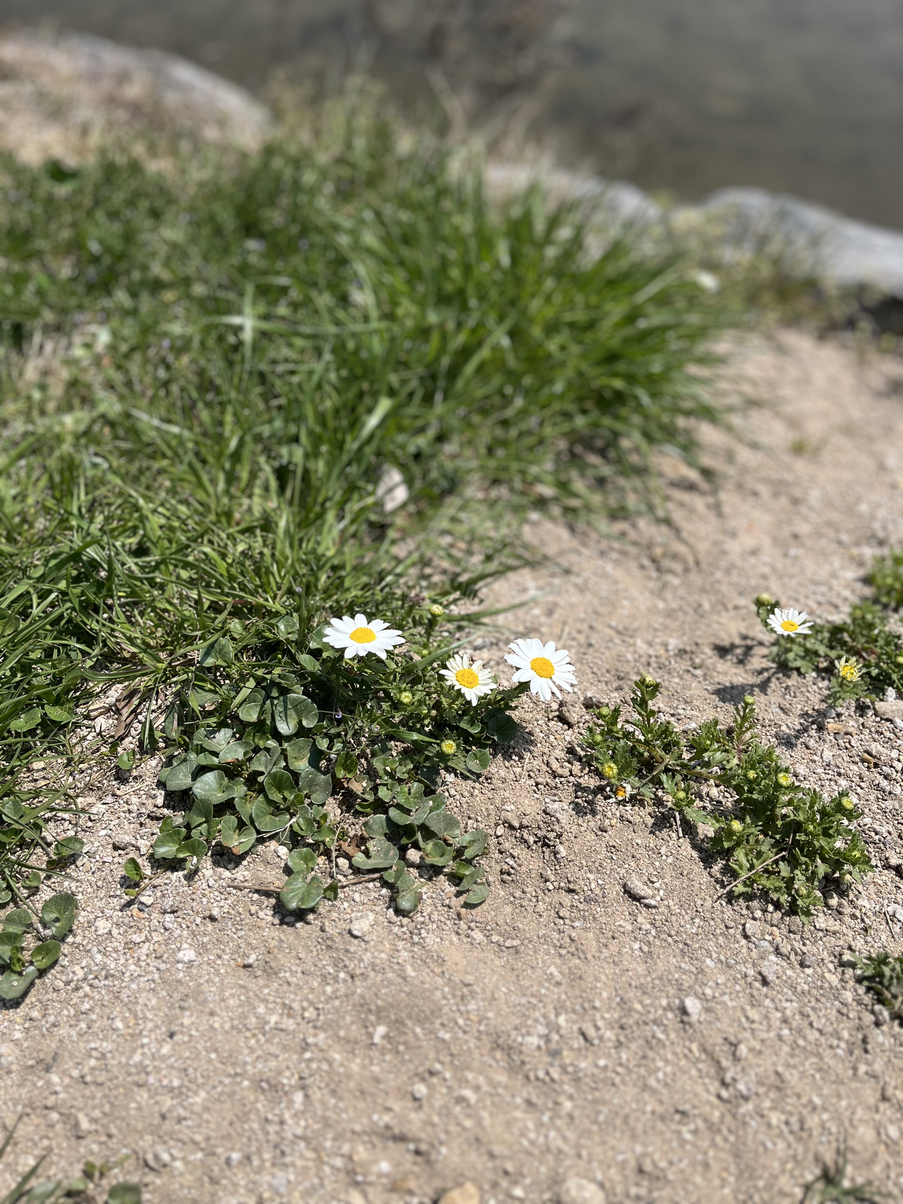 다대포 산책로 꽃