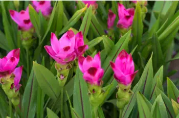 울금 효능 및 영양성분&amp;#44; 부작용과 주의점