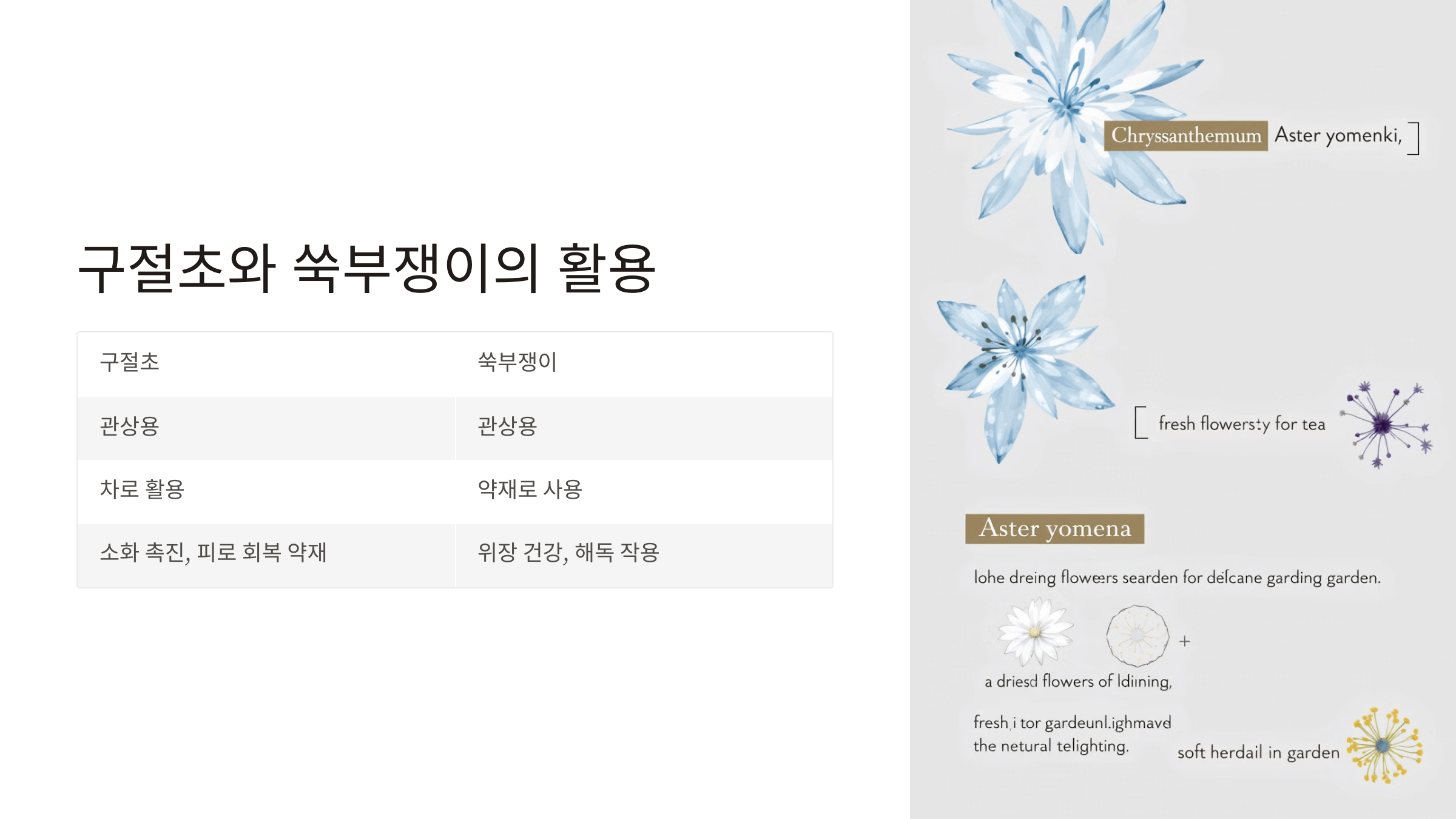 구절초 사진입니다.