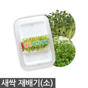 새싹브로콜리 재배 트레이 파종 물 관리 영양 풍부_4