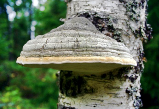 말굽버섯효능&#44; 자작나무 말발굽버섯